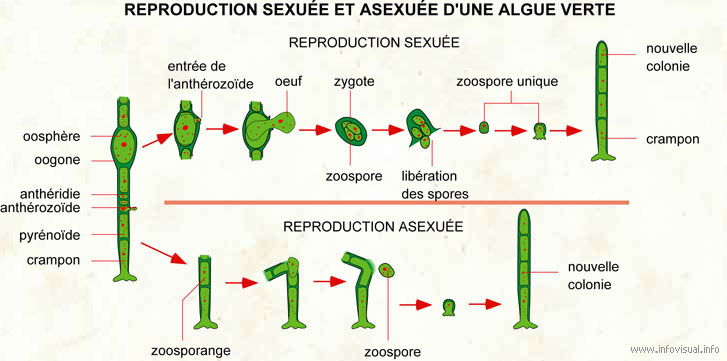 Reproduction sexuée et asexuée d'une algue verte (Dictionnaire Visuel)